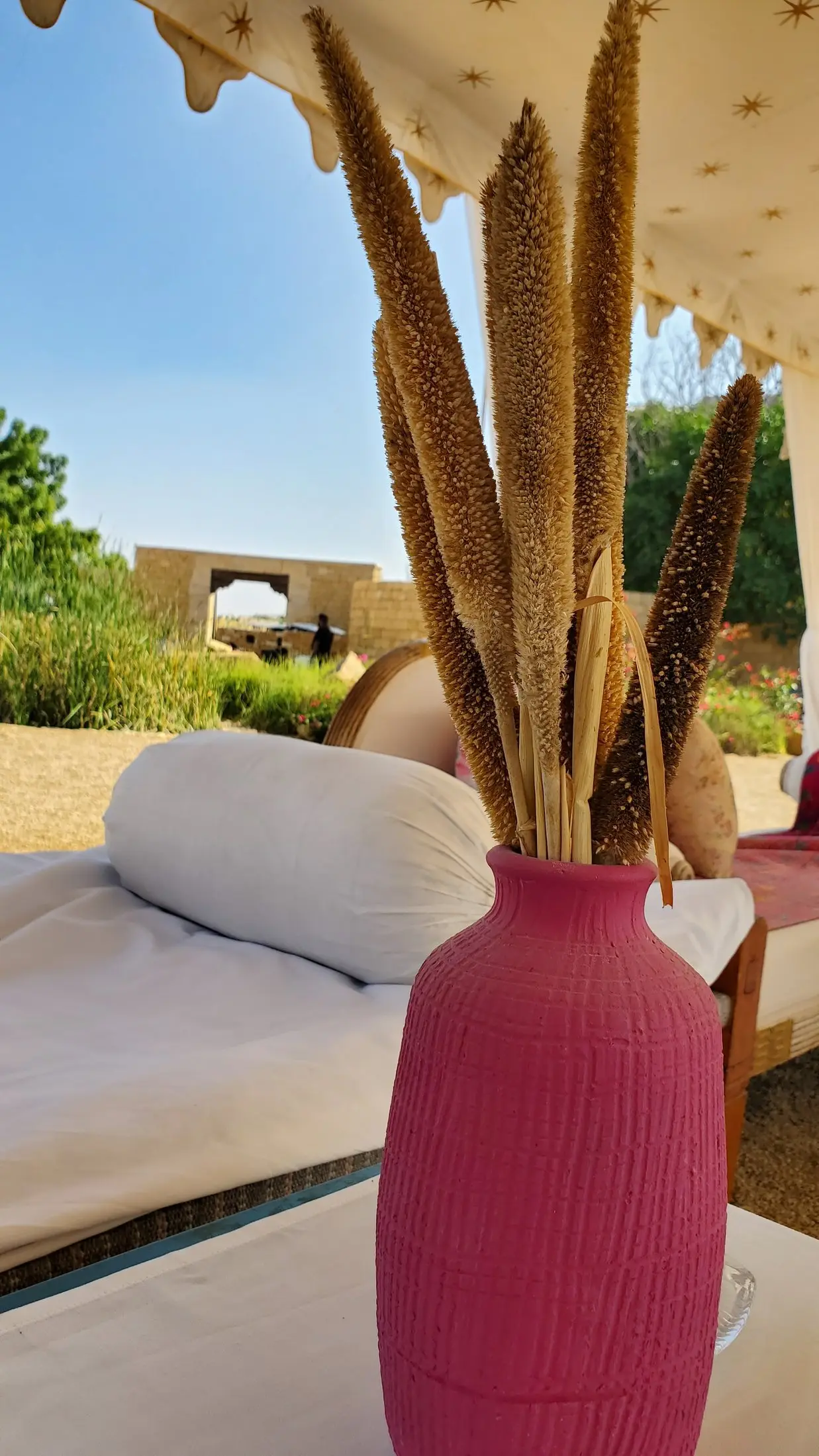 Pink vase of dried pampas grass in a sunlit outdoor lounge